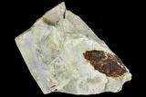Fossil Nyssidium Seed Pod From Montana - Paleocene #113164-1